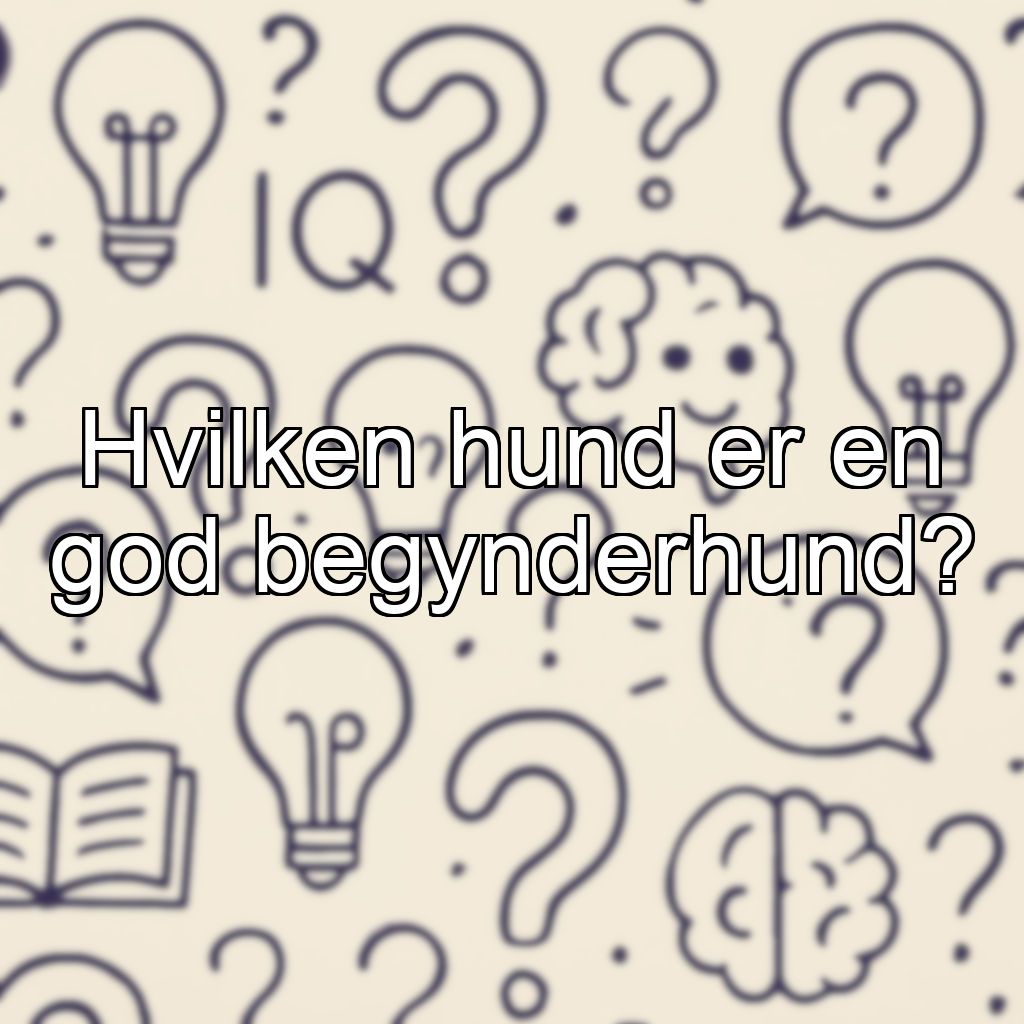 Hvilken hund er en god begynderhund?